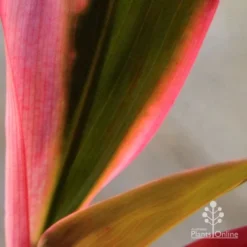Cordyline Fruticosa Tangelo -Foliage Flair Shop apo tangelo abstract