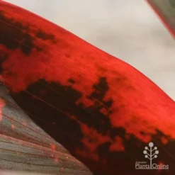 Cordyline Fruticosa Tangelo -Foliage Flair Shop apo tangelo closeup