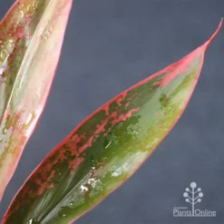 Cordyline Fruticosa Tangelo -Foliage Flair Shop apo tangelo leaf