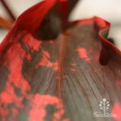 Cordyline Fruticosa Tangelo -Foliage Flair Shop apo tangelo leaf close