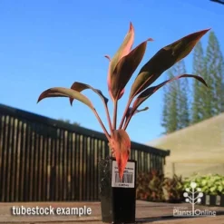 Cordyline Fruticosa Tangelo -Foliage Flair Shop apo tangelo tubestock blue sky