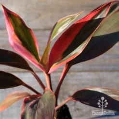 Cordyline Fruticosa Tangelo -Foliage Flair Shop apo tangelo tubestock2