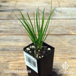 Lomandra Tanika -Foliage Flair Shop apo tanika tubestock