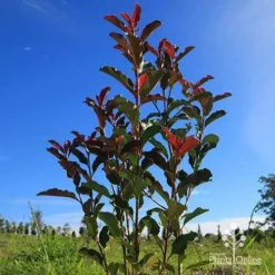 Photinia Thin Red 13 Photinia Thin Red -Foliage Flair Shop apo thin red habit blue sky