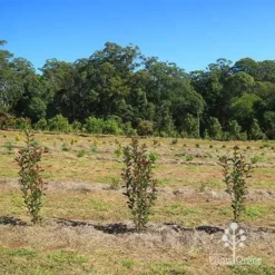 Photinia Thin Red 19 Photinia Thin Red -Foliage Flair Shop apo thin red nursery hedge 2