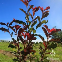 Photinia Thin Red 15 Photinia Thin Red -Foliage Flair Shop apo thin red nursery planting