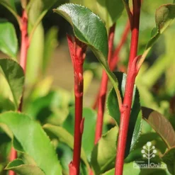 Photinia Thin Red 16 Photinia Thin Red -Foliage Flair Shop apo thin red red stems 2