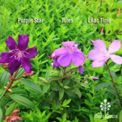 Tibouchina Purple Star -Foliage Flair Shop apo tibouchina compare 2