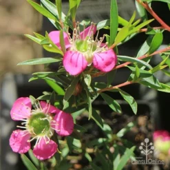 Leptospermum Tickled Pink -Foliage Flair Shop apo tickled pink above