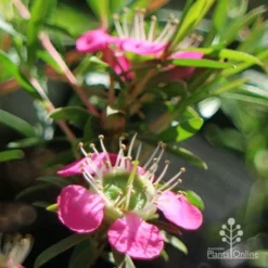 Leptospermum Tickled Pink -Foliage Flair Shop apo tickled pink close