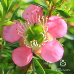 Leptospermum Tickled Pink -Foliage Flair Shop apo tickled pink flower close 1