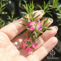 Leptospermum Tickled Pink -Foliage Flair Shop apo tickled pink flower size