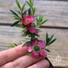 Leptospermum Tickled Pink