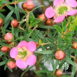 Leptospermum Tickled Pink -Foliage Flair Shop apo tickled pink leptospermum flower buds 1
