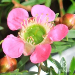 Leptospermum Tickled Pink -Foliage Flair Shop apo tickled pink leptospermum flower closeup 1