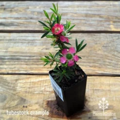 Leptospermum Tickled Pink -Foliage Flair Shop apo tickled pink leptospermum tubestock flowering