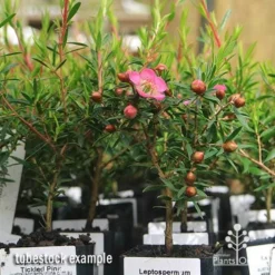 Leptospermum Tickled Pink -Foliage Flair Shop apo tickled pink leptospermum tubestock plants 1