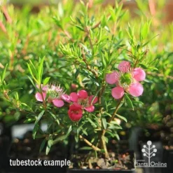 Leptospermum Tickled Pink -Foliage Flair Shop apo tickled pink tubestock 3 flowers 1