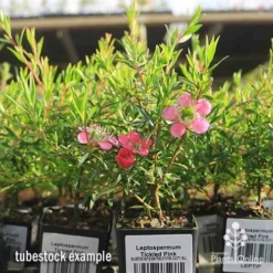 Leptospermum Tickled Pink -Foliage Flair Shop apo tickled pink tubestock flowers 1