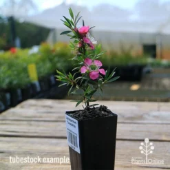 Leptospermum Tickled Pink -Foliage Flair Shop apo tickled pink tubestock in flower