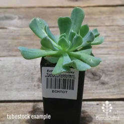 Echeveria Topsy Turvy - Succulent -Foliage Flair Shop apo topsy tubestock 2