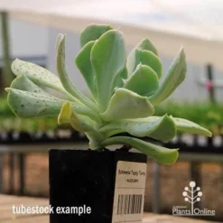 Echeveria Topsy Turvy - Succulent -Foliage Flair Shop apo topsy tubestock