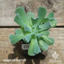 Echeveria Topsy Turvy - Succulent -Foliage Flair Shop apo topsy tubestock top