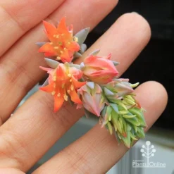 Echeveria Topsy Turvy - Succulent -Foliage Flair Shop apo topsy turvy flowersize