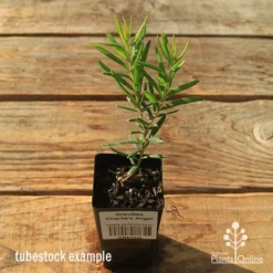 Grevillea Charlie's Angel -Foliage Flair Shop apo tubestock grevillea charlies angel