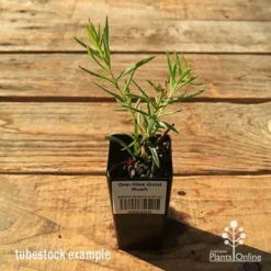 Grevillea Gold Rush -Foliage Flair Shop apo tubestock grevillea gold rush