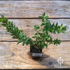 Grevillea Knockout -Foliage Flair Shop apo tubestock grevillea knockout top