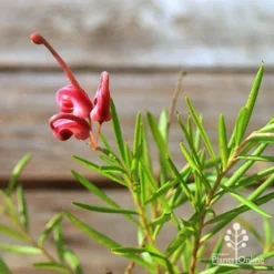 Grevillea Liliane -Foliage Flair Shop apo tubestock grevillea liliane flower close