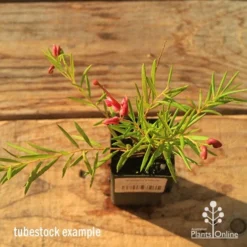 Grevillea Liliane -Foliage Flair Shop apo tubestock grevillea liliane top