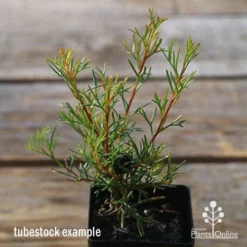 Grevillea Mini Marvel -Foliage Flair Shop apo tubestock grevillea mini marvel close
