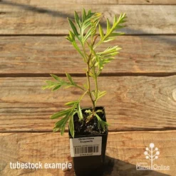 Grevillea Superb -Foliage Flair Shop apo tubestock grevillea superb