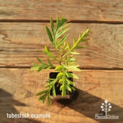 Grevillea Superb -Foliage Flair Shop apo tubestock grevillea superb top
