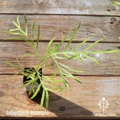 Grevillea Yamba Sunshine 13 Grevillea Yamba Sunshine -Foliage Flair Shop apo tubestock grevillea yamba sunshine top