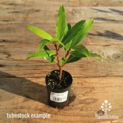 Laurus Nobilis - Bay Tree 7 Laurus Nobilis - Bay Tree -Foliage Flair Shop apo tubestock laurus bay tree