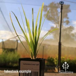 Lomandra Lime Tuff -Foliage Flair Shop apo tubestock lomandra lime tuff nursery