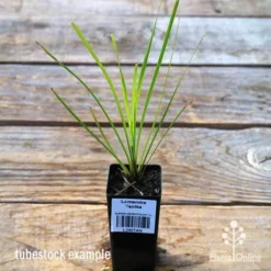 Lomandra Tanika -Foliage Flair Shop apo tubestock tanika