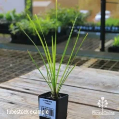 Lomandra Tanika -Foliage Flair Shop apo tubestock tanika side