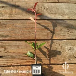 Photinia Thin Red 21 Photinia Thin Red -Foliage Flair Shop apo tubestock thin red tall