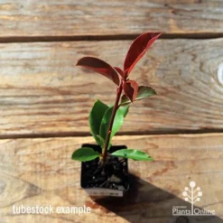 Photinia Thin Red 20 Photinia Thin Red -Foliage Flair Shop apo tubestock thin red top
