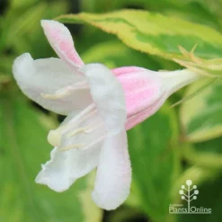 Weigela Variegated 27 Weigela Variegated -Foliage Flair Shop apo variegated weigela bud