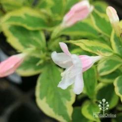 Weigela Variegated 19 Weigela Variegated -Foliage Flair Shop apo variegated weigela buds