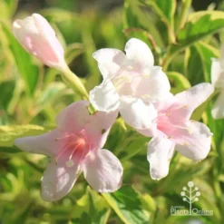Weigela Variegated 17 Weigela Variegated -Foliage Flair Shop apo variegated weigela flowers