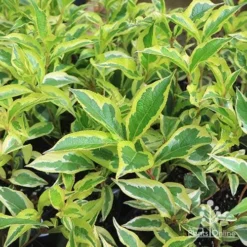 Weigela Variegated 23 Weigela Variegated -Foliage Flair Shop apo variegated weigela foliage