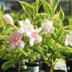 Weigela Variegated 22 Weigela Variegated -Foliage Flair Shop apo variegated weigela tubestock flower