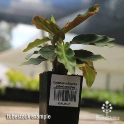 Calathea Rufibarba - Velvet Calathea -Foliage Flair Shop apo velvet calathea tubestock