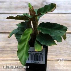 Calathea Rufibarba - Velvet Calathea -Foliage Flair Shop apo velvet calathea tubestock top